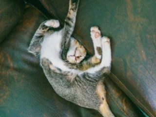 Temperature sotto zero, il sonno per i gatti è importante